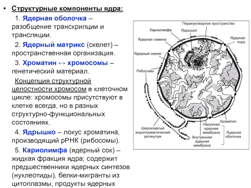 Характеристика ядра. Ядро структурные компоненты ядра. Структурные компоненты интерфазного ядра. Структурные элементы ядра клетки. Основные структурные компоненты ядра.