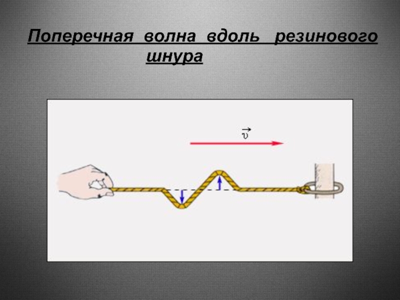 По натянутому резиновому шнуру распространяется волна