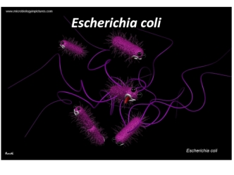 Escherichia coli