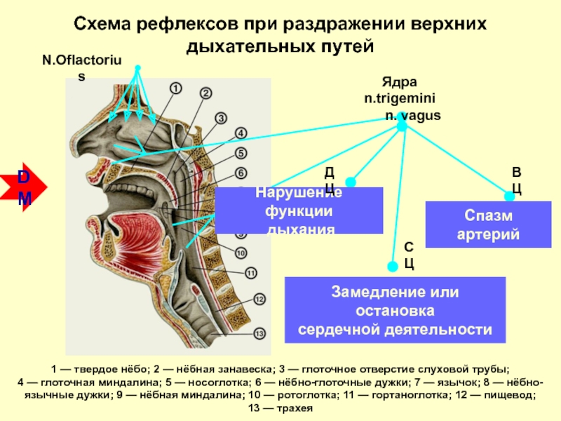 Глоточный рефлекс