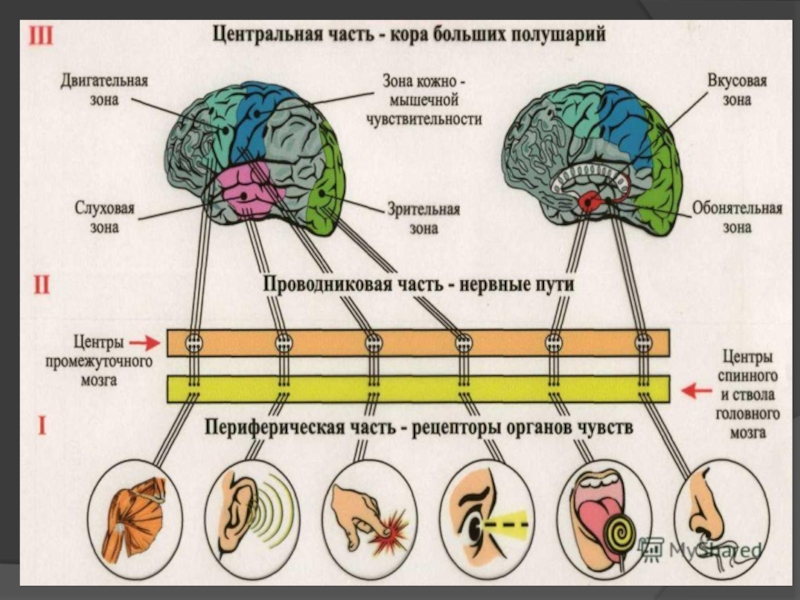 Схема строения сенсорной системы