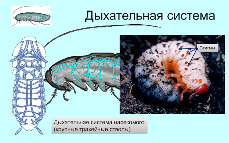 Дыхательная система насекомых рисунок