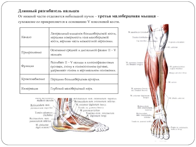 Длинная малоберцовая мышца фото