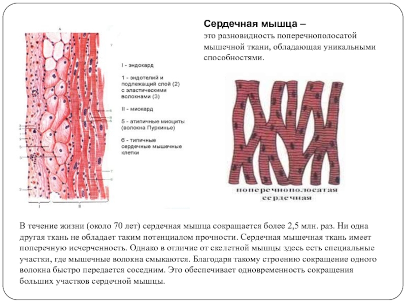 Сердечная мышца картинка