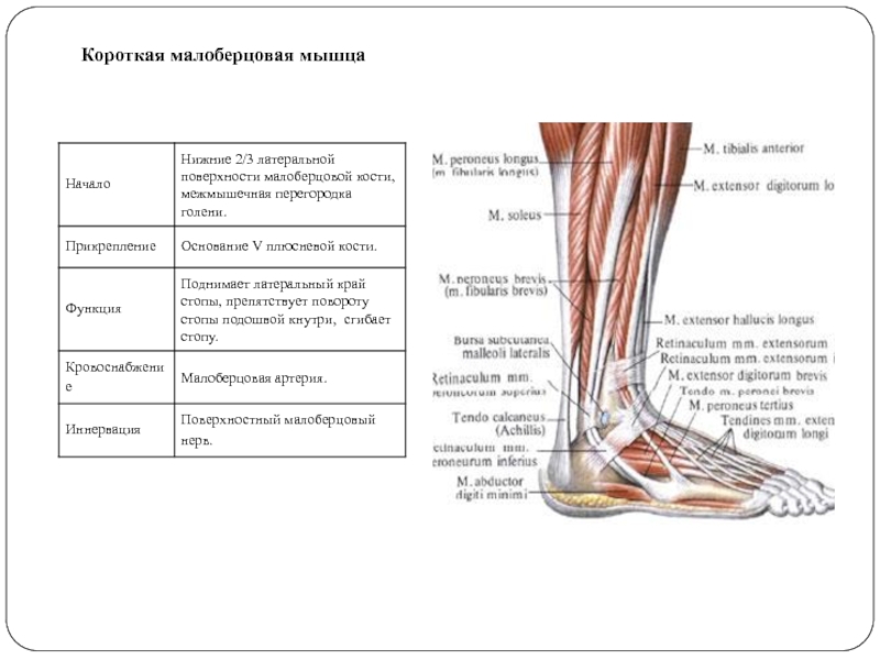 Длинная малоберцовая мышца фото
