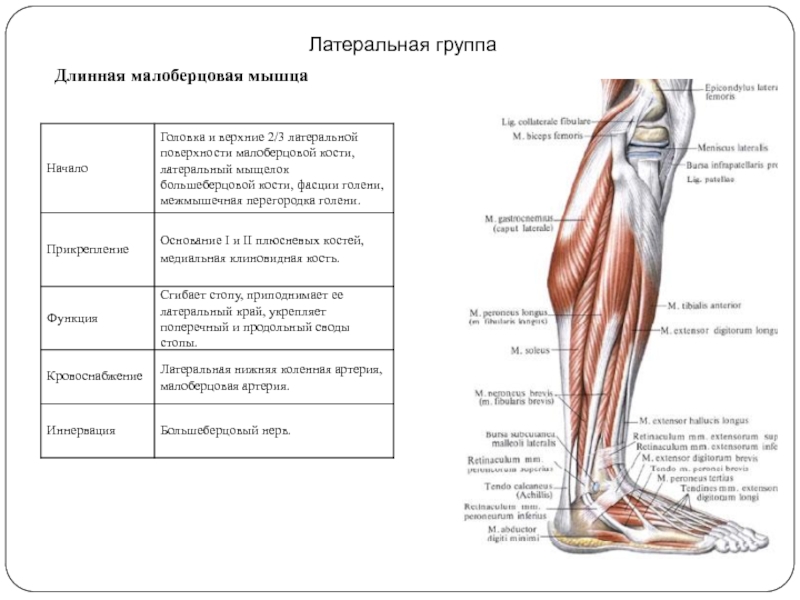 Длинная малоберцовая мышца фото