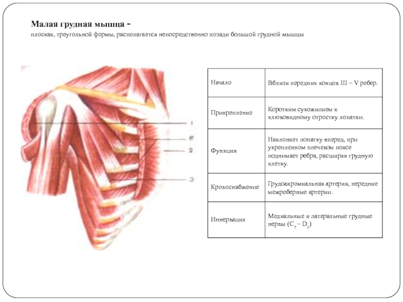 Малая грудная мышца фото