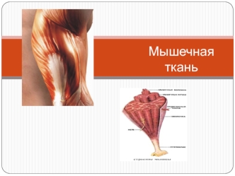 Мышечная ткань. Мышцы частей тела