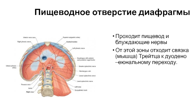 Глубокие мышцы мочеполовой диафрагмы
