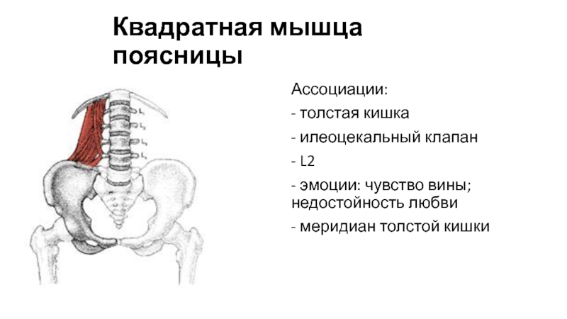 Мышцы кишечника. Квадратная мышца поясницы животных. Квадратная мышца поясницы собаки. Диафрагма вид снизу квадратная мышца поясницы. Квадратная мышца поясницы психосоматика.