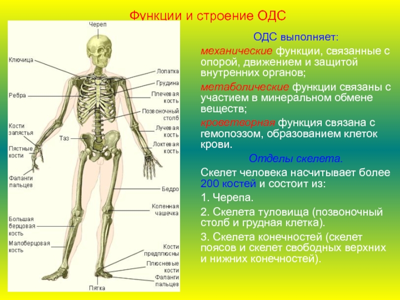 Опора и движение 8 класс биология презентация