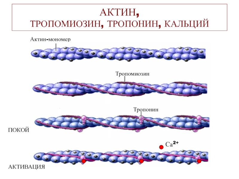 Актин и миозин рисунок