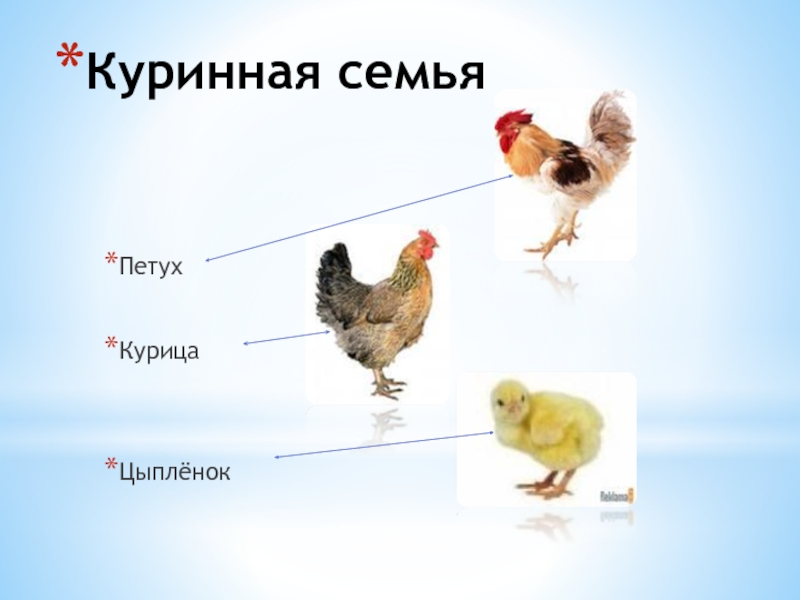 Как называют петухов клички. Петух курица цыпленок. Имя для цыпленка. Петух с цыплятами. Клички животных цыпленок.