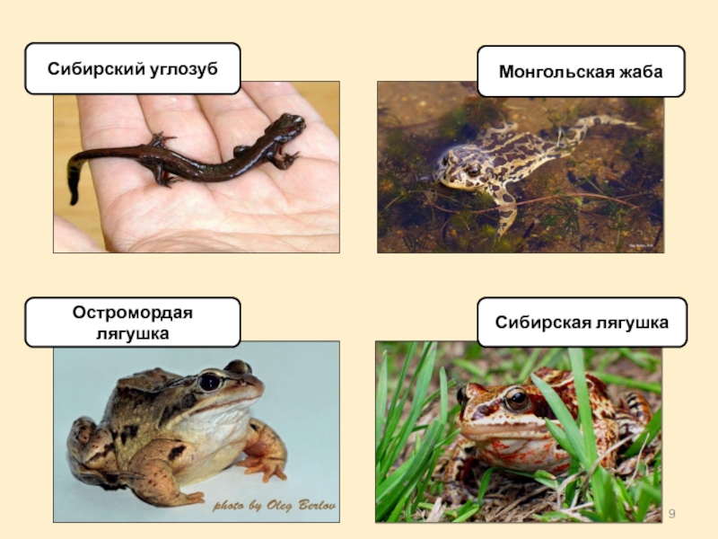 Сибирская лягушка презентация