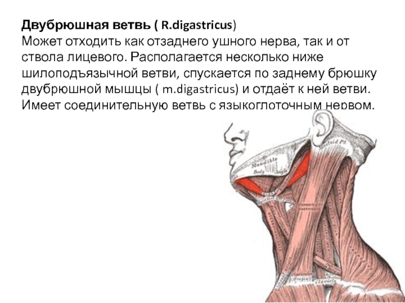 Двубрюшная мышца. Шилоподъязычная мышца шеи функции. Функция двубрюшной мышцы. Двубрюшная мышца анатомия. Заднее брюшко двубрюшной мышцы.