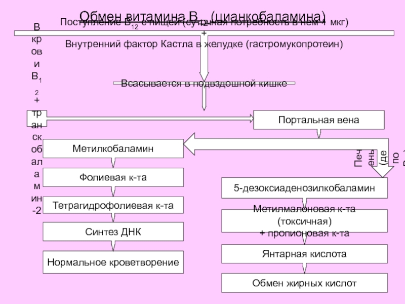 Внутренний фактор Кастла. Внутренние факторы. Обмен витамина в12. Анализ на внутренний фактор Кастла.