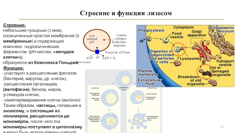 Автолиз клетки. Мембрана лизосом функции. Лизосомы образуются в комплексе Гольджи. Самопереваривание клетки. Автофагия и автолиз.