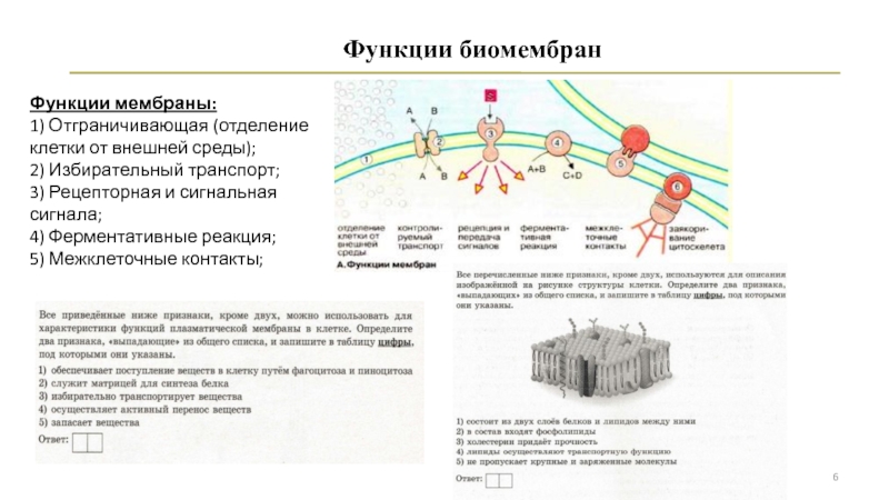 5 функций мембраны. Рецепторная функция плазматической мембраны. Матричная функция мембраны. Ферментативная функция мембраны. Избирательный транспорт веществ в клетку.