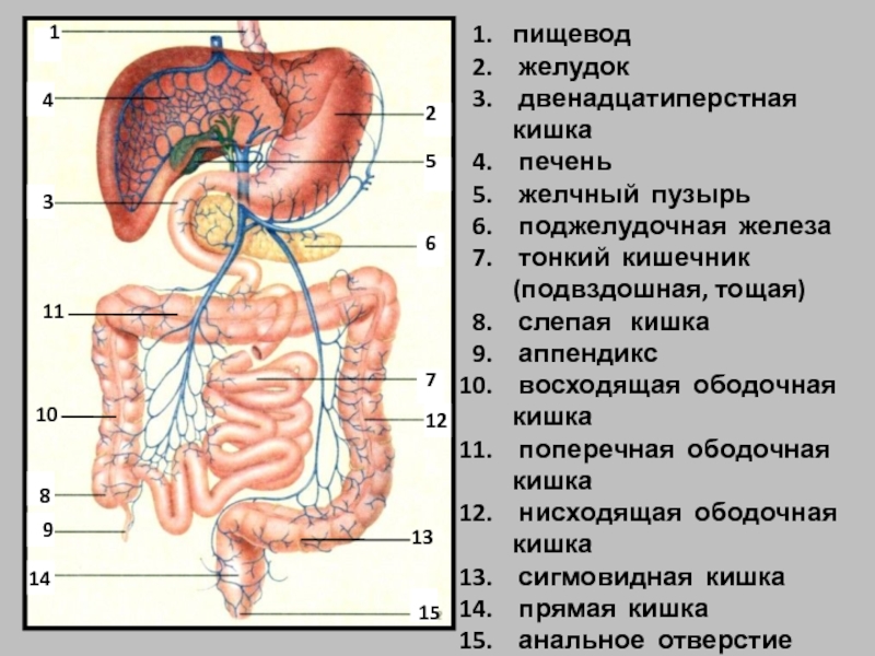 Желудок под печенью. Желудок кишечник 12 перстная. Двенадцатиперстная кишка анатомия строение человека. Расположение 12 перстной кишки. Двенадцатиперстная кишка анатомия расположение.