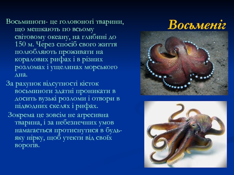 Восьменіг  Восьминоги- це головоногі тварини, що мешкають по всьому світовому океану,