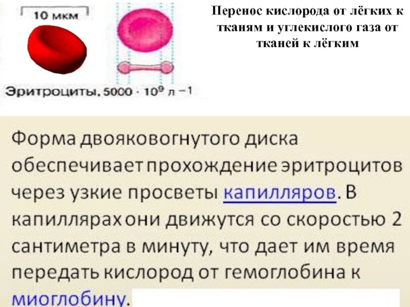 Перенос кислорода и углекислого газа. Перенос кислорода гемоглобином. Перенос углекислого газа перенос кислорода. Перенос гемоглобином кислорода и углекислого газа.