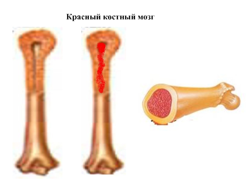 Красный мозг расположен. Красный и желтый костный мозг. Красный костный мозг в трубчатых костях.