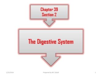 The digestive system