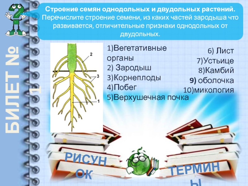 Как определить двудольные и однодольные растения по картинке