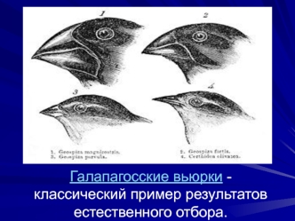 Галапагосские вьюрки. Классический пример результатов естественного отбора