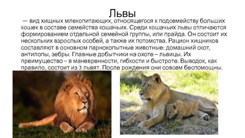 Лев какой род. Лев относится к млекопитающим. Виды виды Львов. Лев относится к семейству кошачьих.