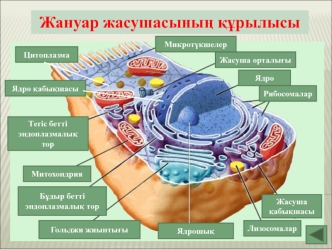 Жануар жасушасының құрылысы