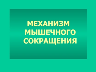 Механизм мышечного сокращения