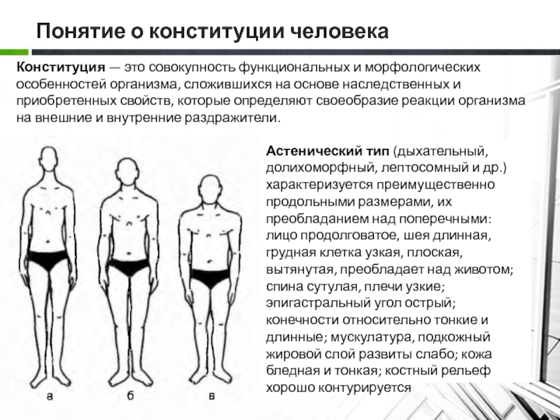 Конституция человека презентация