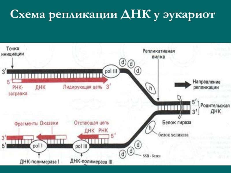 Схема репликационной вилки