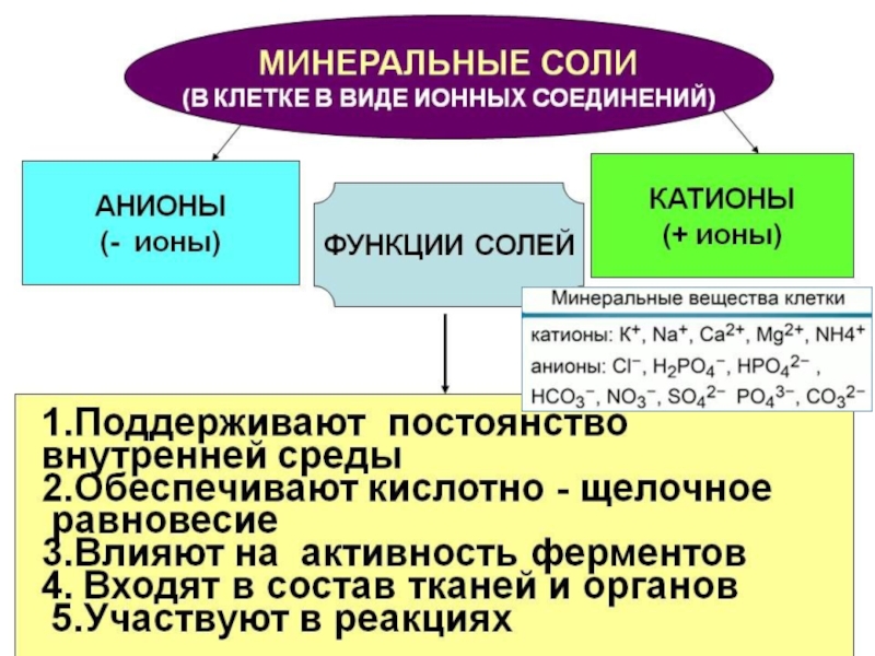 Химическая организация клетки. Хим организация клетки. Клетка химическая организация клетки. Объяснить химическую организацию клетки.