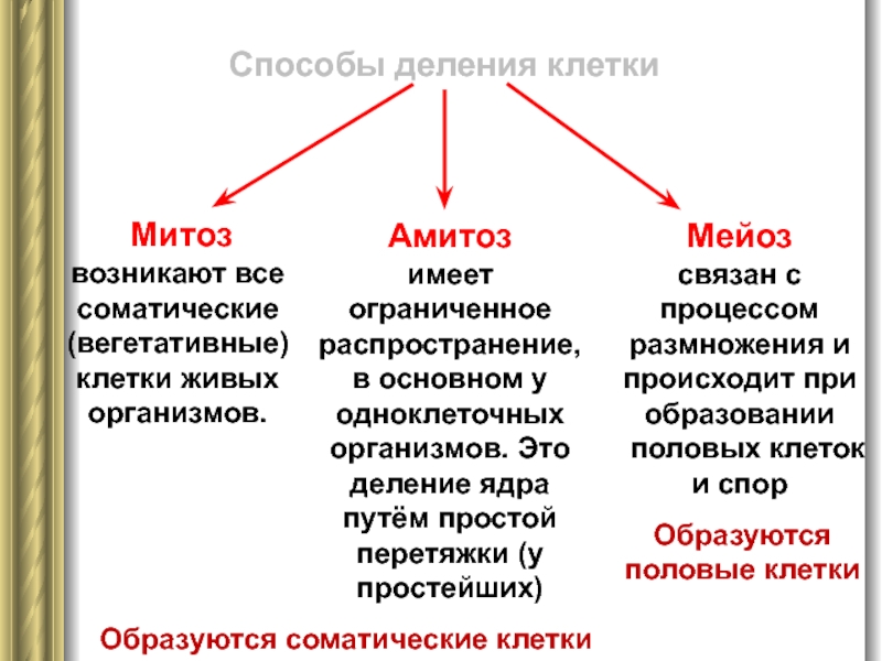 Вегетативные клетки делятся