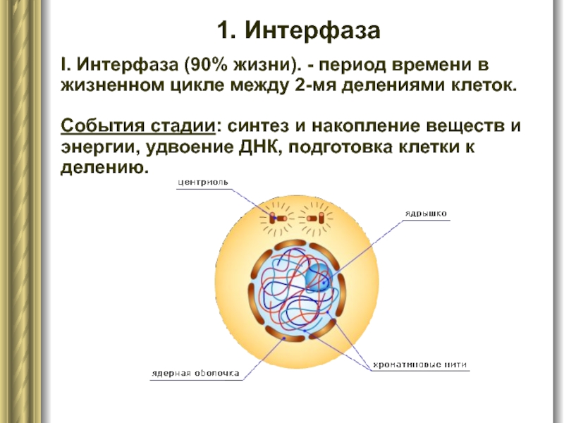 В интерфазе жизненного цикла клетки происходит