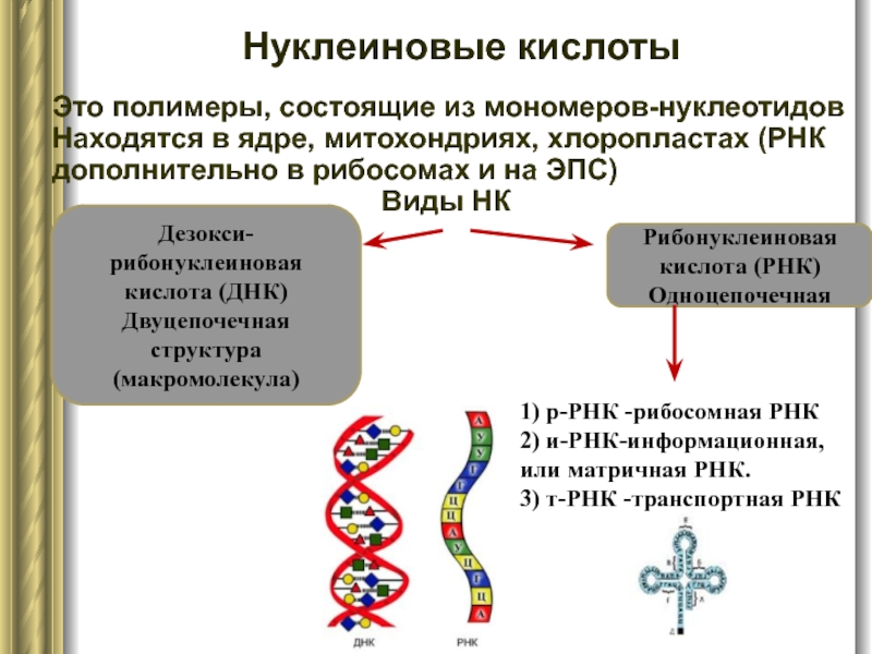 8 нуклеиновые кислоты. Нуклеиновые кислоты ДНК. Нуклеиновые кислоты ДНК И РНК. Нуклеиновые кислоты полимеры. Строение нуклеиновых кислот ДНК И РНК.