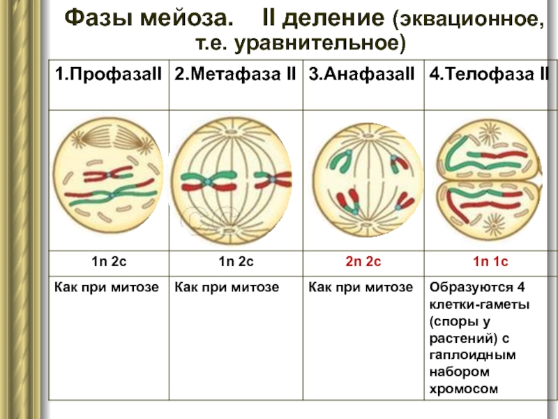 Мейоз 2 картинки