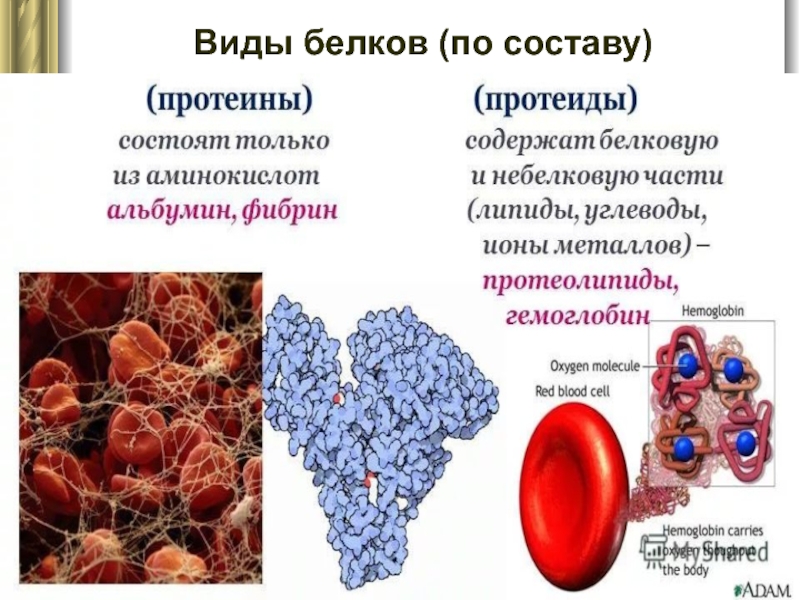 Химическая организация клетки