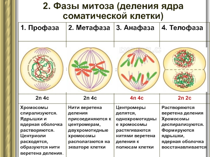 Стадии митоза. Деление ядра соматической клетки. Деление ядра кариокинез. Деление ядра уровень организации. Кариокинез картинка деление ядра.