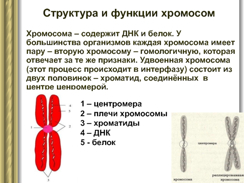 Хроматид в ядре. Строение и функции хромосом человека кариотип человека. Строение хромосом гомологичные хромосомы хромосомные наборы. Строение хромосом простыми словами. Строение хромосом 11 класс.