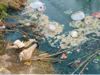Органические загрязнители вод