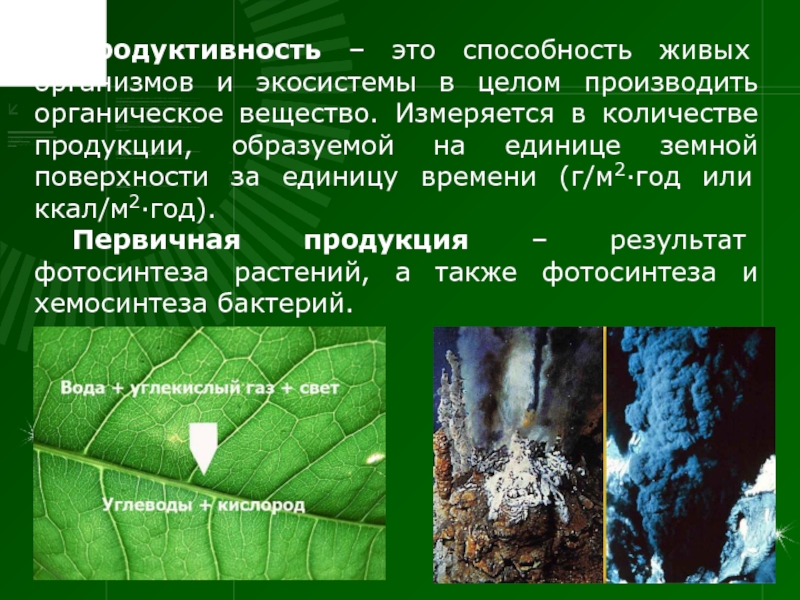 Способность производить. Продуктивность. Продуктивность это в экологии. Первичная продукция это в экологии. Вторичная продукция в экосистемах образуется.