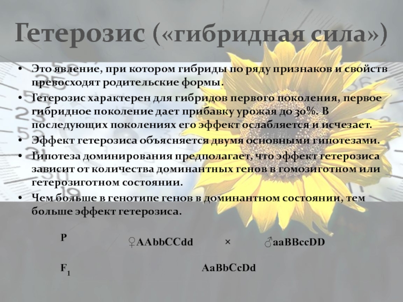 Явление превосходства первого поколения гибридов по ряду. Родительские формы гибридов. Гетерозис гибридная сила. Формы гетерозиса. Родительские формы гибридов растений.