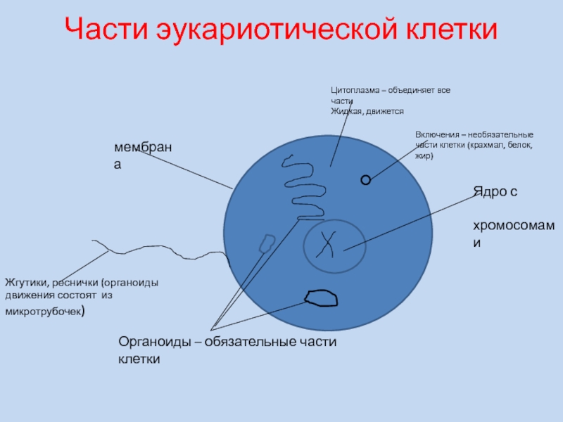 3 эукариотических клетки. Микоплазмы на мембране эукариотической клетки.. Цитоплазма эукариотической клетки. Цитоплазма эукариотических клеток. Органоиды эукариотной клетки.