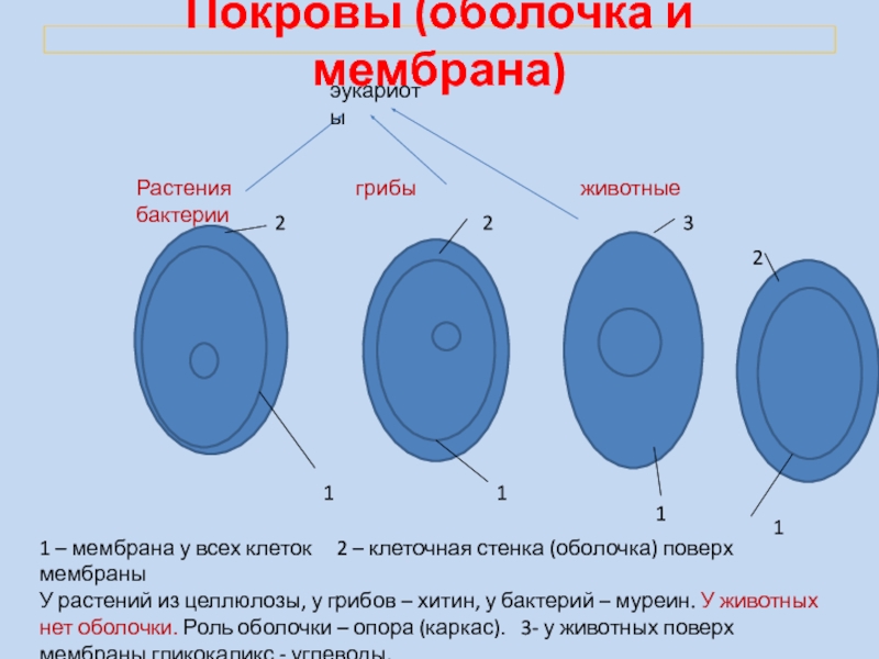 В клетках растений над мембраной располагается