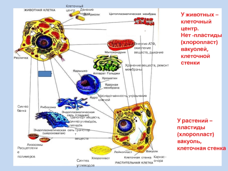 Животные клетки транспорт веществ. Деление клетки животных. Деление животной клетки. Клетка цитология схема. Клеточный центр деление клетки.