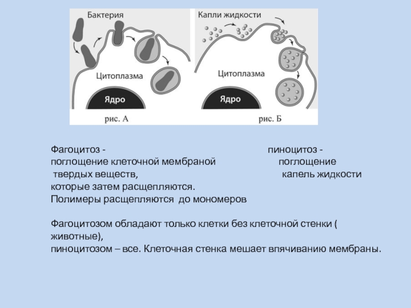 Все перечисленные ниже понятия. Фагоцитоз клеточные стенки. Фагоцитоз строение и функции. Фагоцитоз животной клетки. Фагоцитоз это поглощение клеткой.