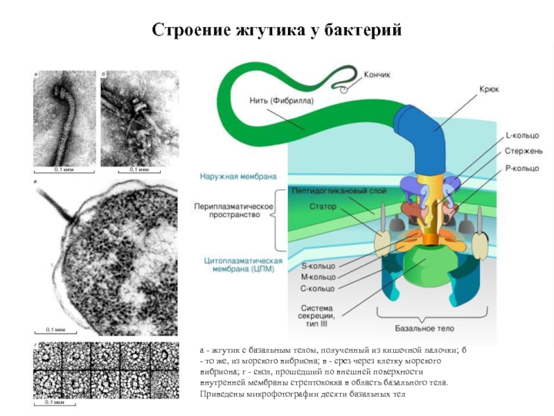 Жгутики бактерий состав. Жгутики бактерий строение жгутика. Структура жгутиков бактерий. Структура жгутика бактерий. Схема строения жгутика бактерий.